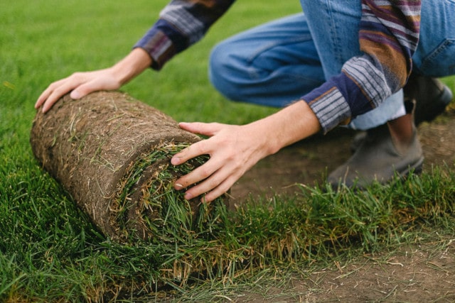 Man installing a roll of sod.